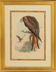 John Gould Archival Print of Kite of Glead
