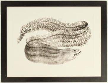 Moray Eel Archival Print