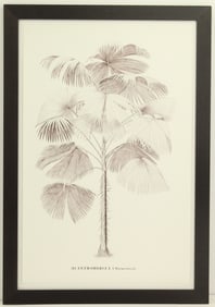 Acanthorhiza Tree Archival Print