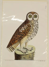 Archival Print of Great Brown Owl