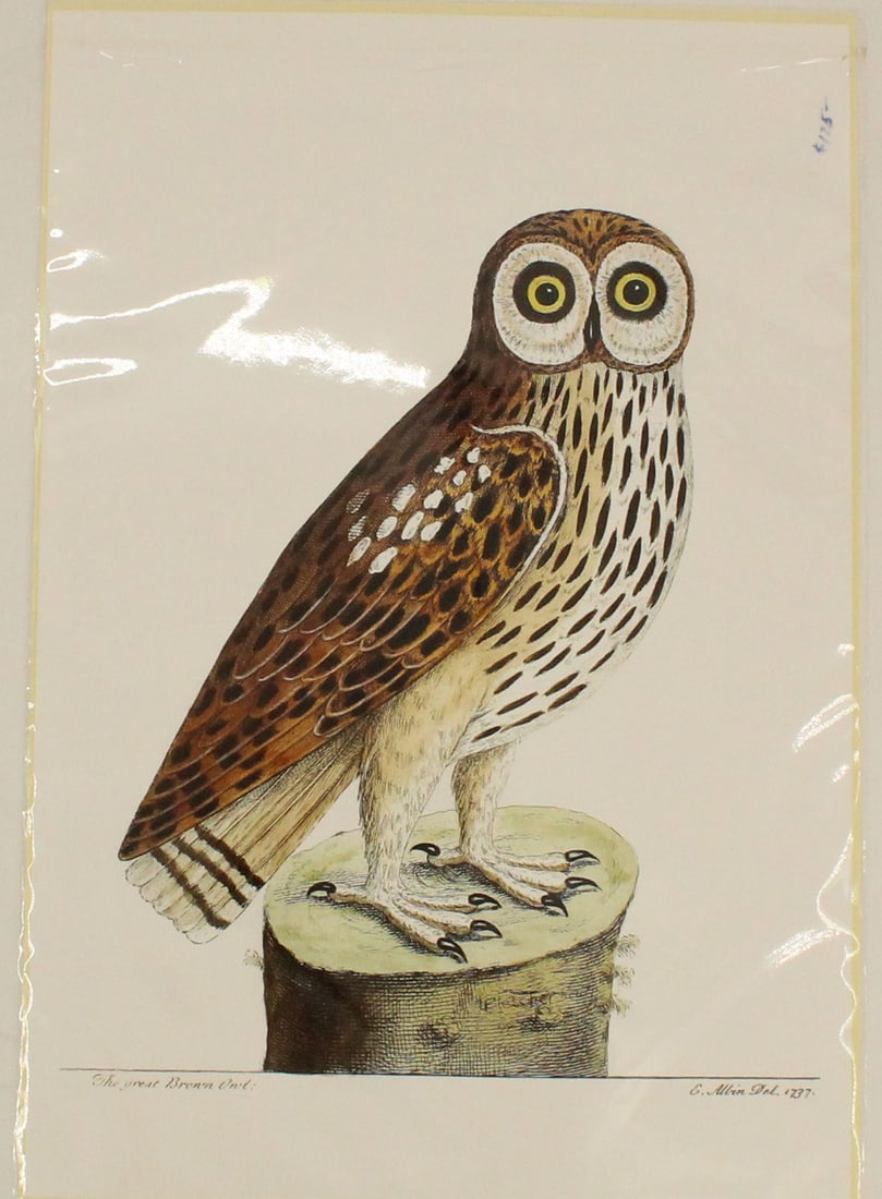 Archival Print of Great Brown Owl (1 of 5)