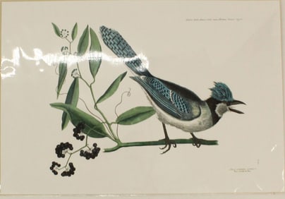 Archival Print of Greater Crested Jay