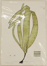 Archival Print of Oarweed