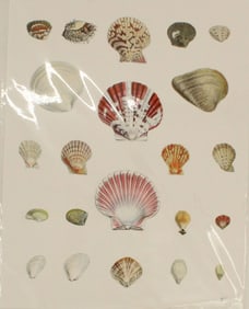 Archival Print of Sea Shells