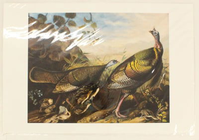 John James Audubon Archival Print of Quail