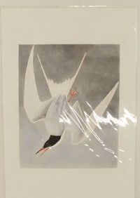 Archival Print of Great Tern
