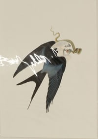 Archival Print of Swallow-Tailed Kite