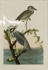 Archival Print of Yellow Crowned Heron
