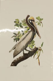 Archival Print of Brown Pelican