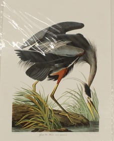 Archival Print of Great Blue Heron