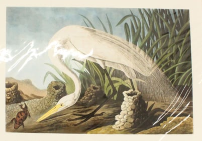 Archival Print of Great Egret