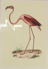 Archival Print of Flamingo