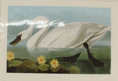 Archival Print of American Swan