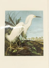 Archival Print of Snowy Heron
