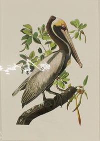 Archival Print of Brown Pelican