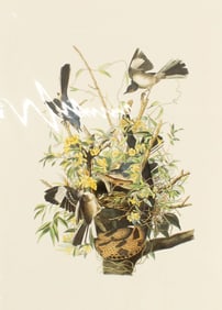 Archival Print of Mockingbirds