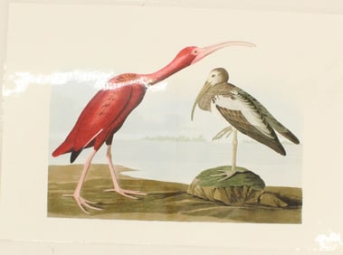 Archival Print of Scarlet Ibis