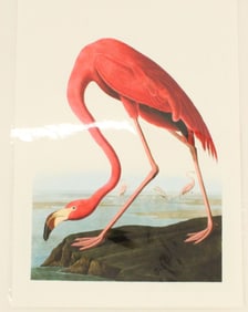 Archival Print of Flamingo