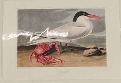 Archival Print of Cayenne Tern