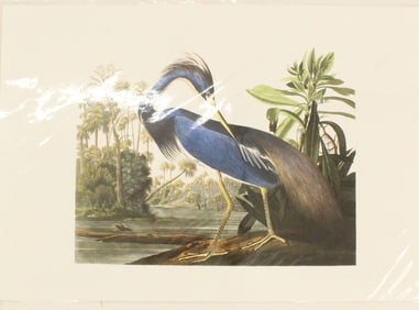 Archival Print of Louisiana Heron