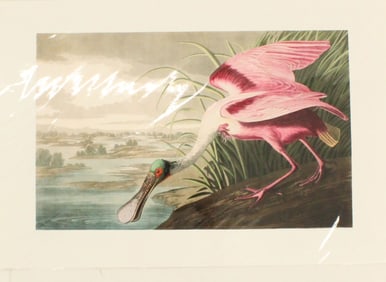 Archival Print of Roseate Spoonbill
