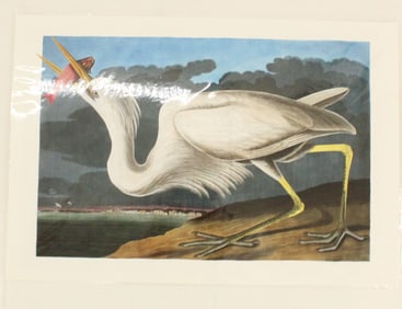 Archival Print of Great White Heron