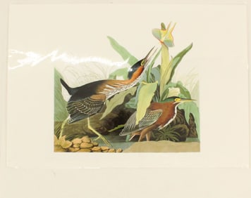 Archival Print of Green Heron