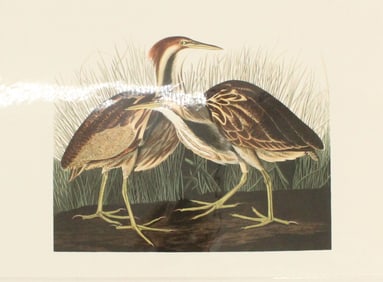 Archival Print of  American Bittern
