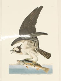 Archival Print of Osprey