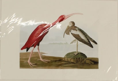Archival Print of Scarlet Ibis