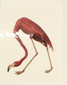 Archival Print of Flamingo