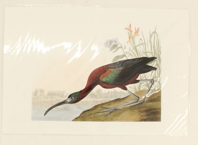 Archival Print of Glossy Ibis