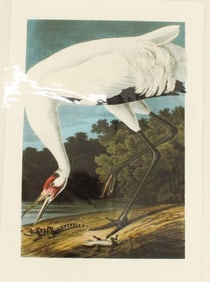 Archival Print of Whooping Crane