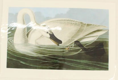 Archival Print of Trumpeter Swan