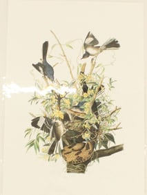 Archival Print of Mockingbirds