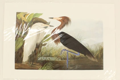 Archival Print of Purple Heron