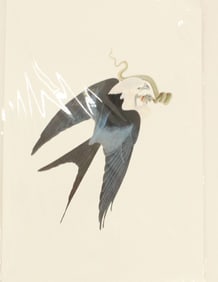 Archival Print of Swallow Tailed Kite