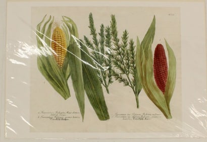 Archival Print of Indian Corn