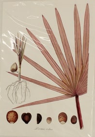 Archival Print of Latania Rubra