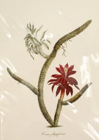 Archival Print of Rattail Cactus