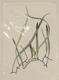 Archival Print of Niphobolus Fern