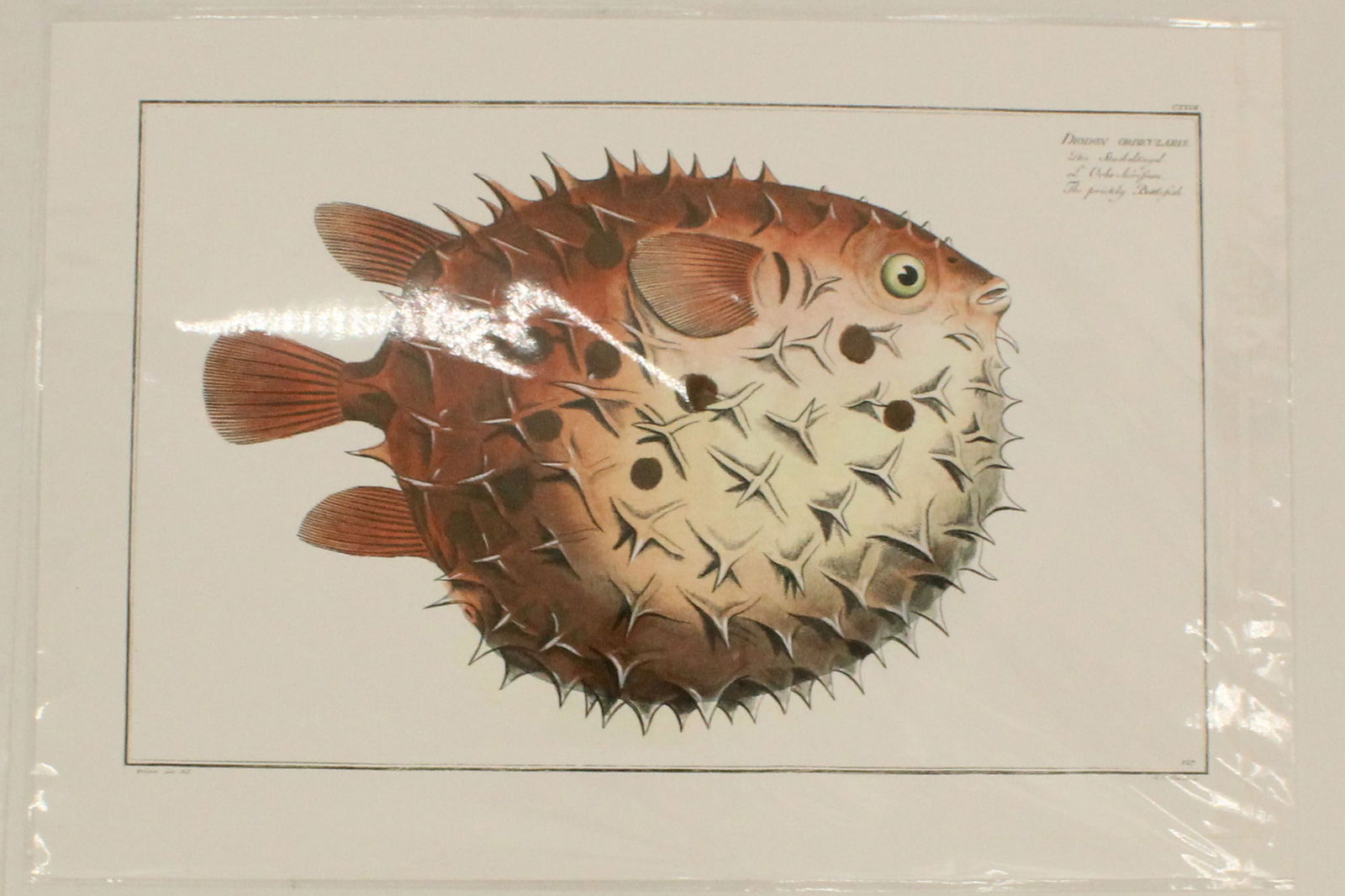 Archival Print of Prickly Bottle Fish (1 of 4)