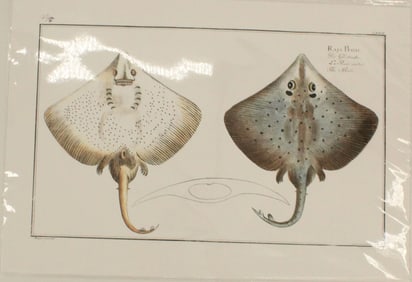 Archival Print of the Common Skate