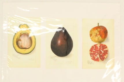 (3) Mounted Archival Print o Avocado & Pomegranate