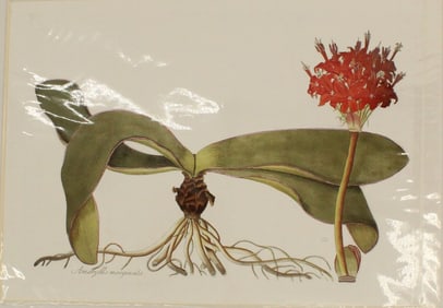 Archival Print of Epidendrum Flowers