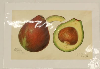 Archival Print of Avocado