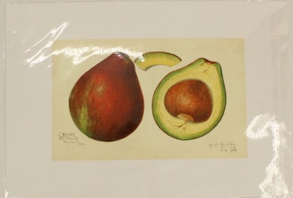 Archival Print of Avocado