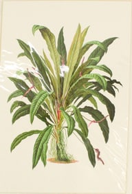 Archival Print of Antherium Jelek