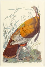 J.J. Audubon Archival Print of Wild Turkey