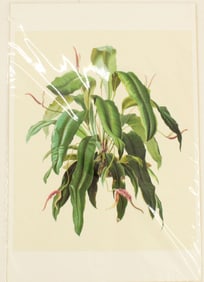 Archival Print of Philodendron
